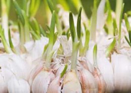 خواص سیر برای سیستم قلبی