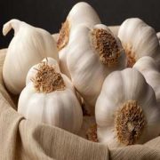 تاریخچه گیاه سیر