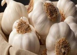 تاریخچه گیاه سیر