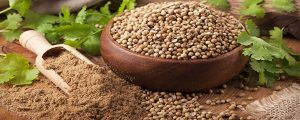 تخم گشنیز همدان