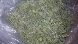 آویشن شیرازی (۲)