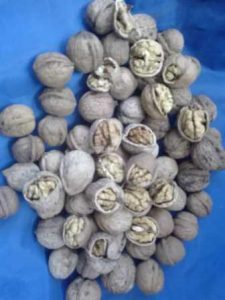 گردو توسرکان (۲)
