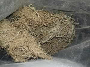 سنبل الطیب2