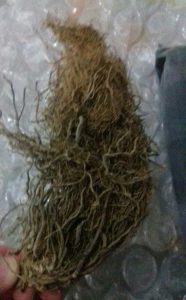 سنبل الطیب3