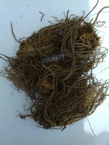 سنبل الطیب4