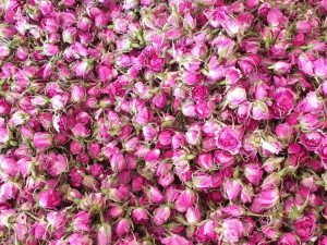 گل محمدی