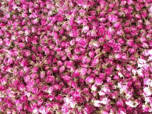 گل محمدی1
